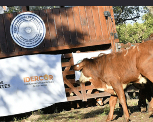 Exitoso 5to remate de pequeños productores, con más de 1700 cabezas en Riachuelo