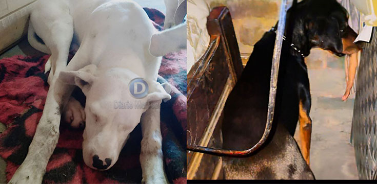 ecinos del barrio Matadero denuncian envenenamiento de animales