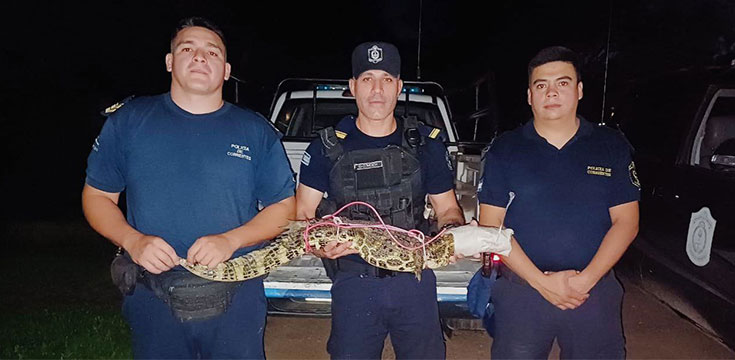 Capturan un yacaré en una vivienda del Barrio Hípico en Mercedes